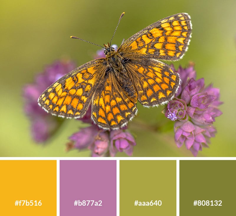 Spring Butterly Color 17 Spring Color Palettes for Your Designs
