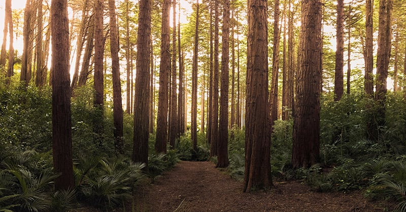 Forest