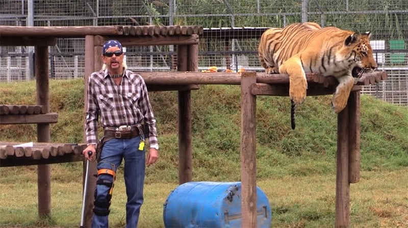 Tiger King Zoom Background 2
